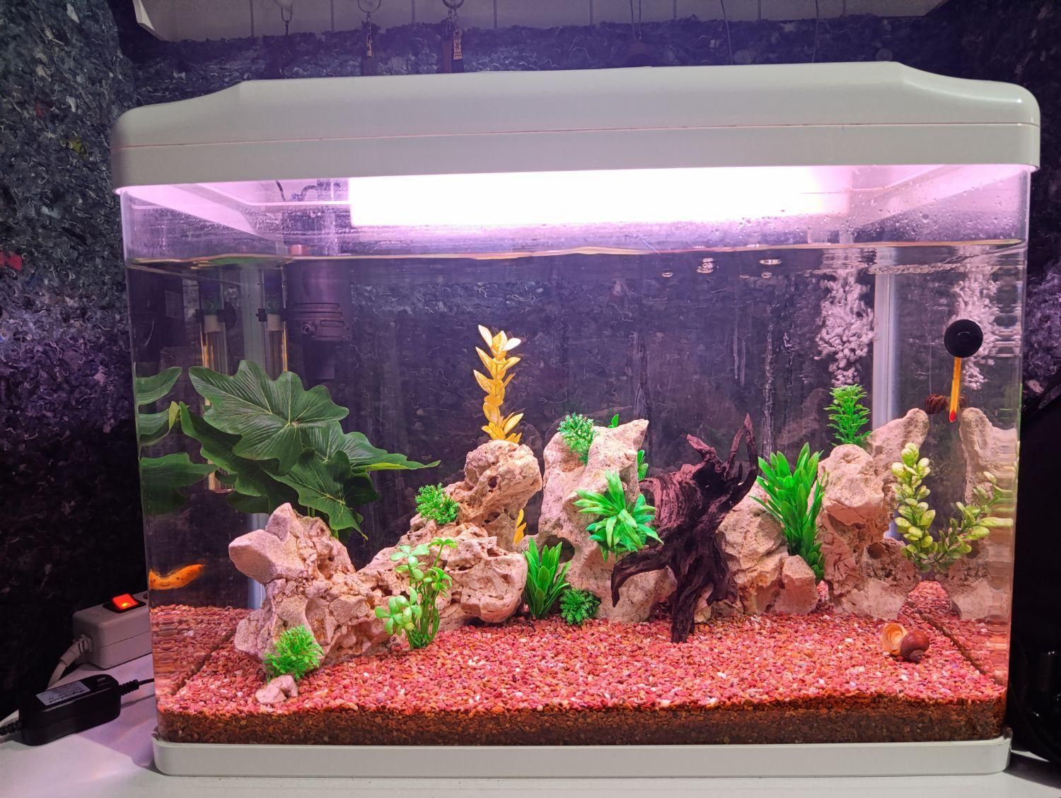 آکواریوم شرکتی شیشه خم K580 دلسا با لوازم|ماهی|شیراز, شهرک فرزانگان|دیوار