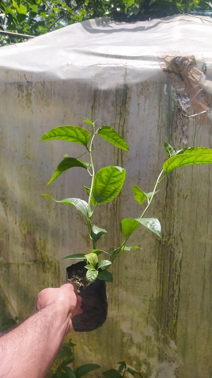 نهال پشن فروت ارغوانی|خدمات باغبانی و درختکاری|لاهیجان, آهندان|دیوار