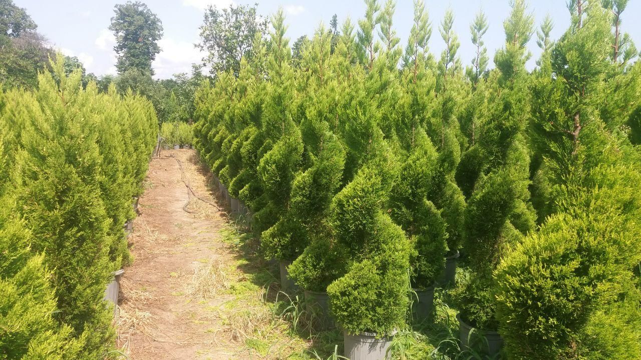 باغبانی طراحی باغچه چمن ابیاری قطره ای باچک مدتدار|خدمات باغبانی و درختکاری|تهران, ونک|دیوار