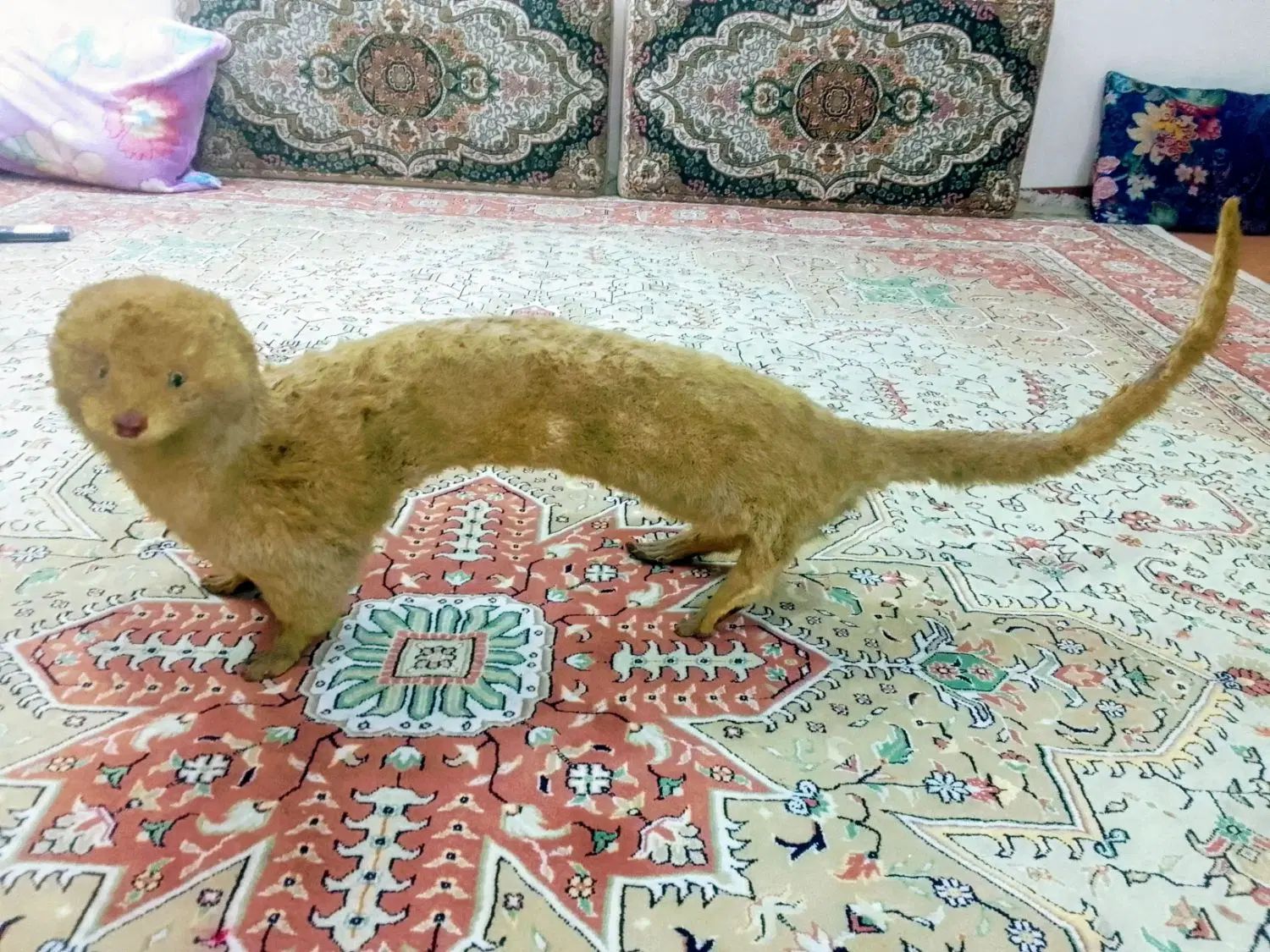 راسوگوشت خوار یک مترو۳۰سانتی|مجسمه، تندیس، ماکت|کرج, کیانمهر|دیوار