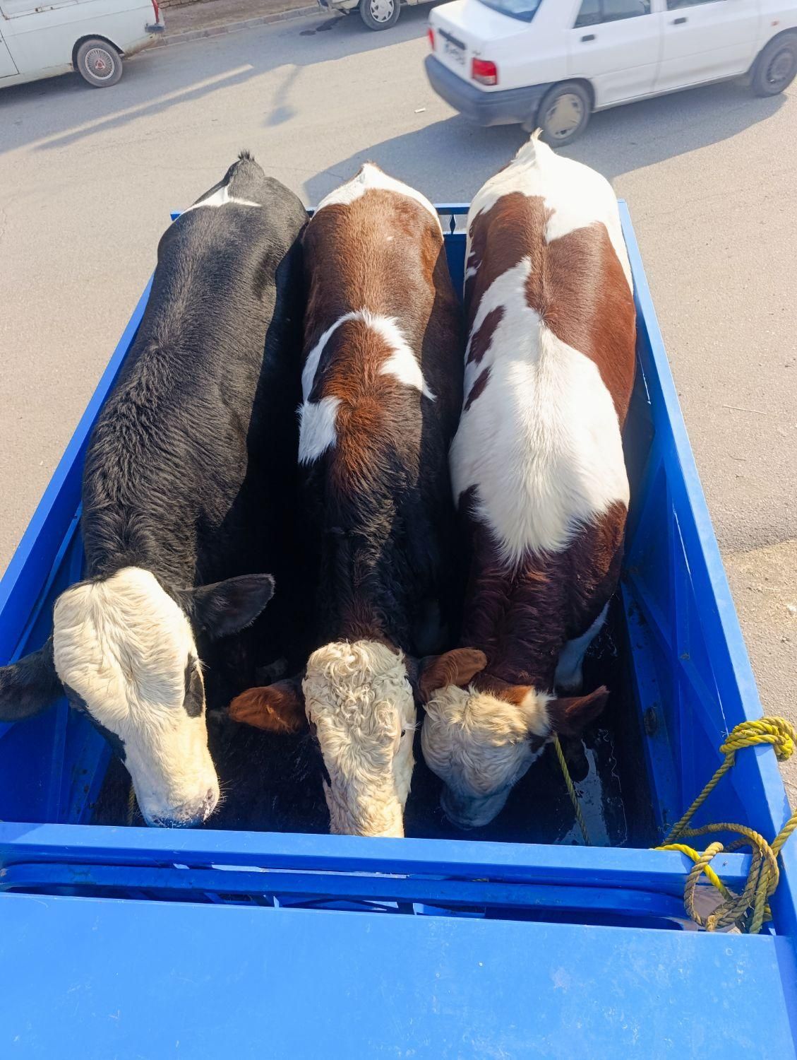 گاومیش خرید تمامی حیوانات ،ادرس مایان|حیوانات مزرعه|تبریز, |دیوار