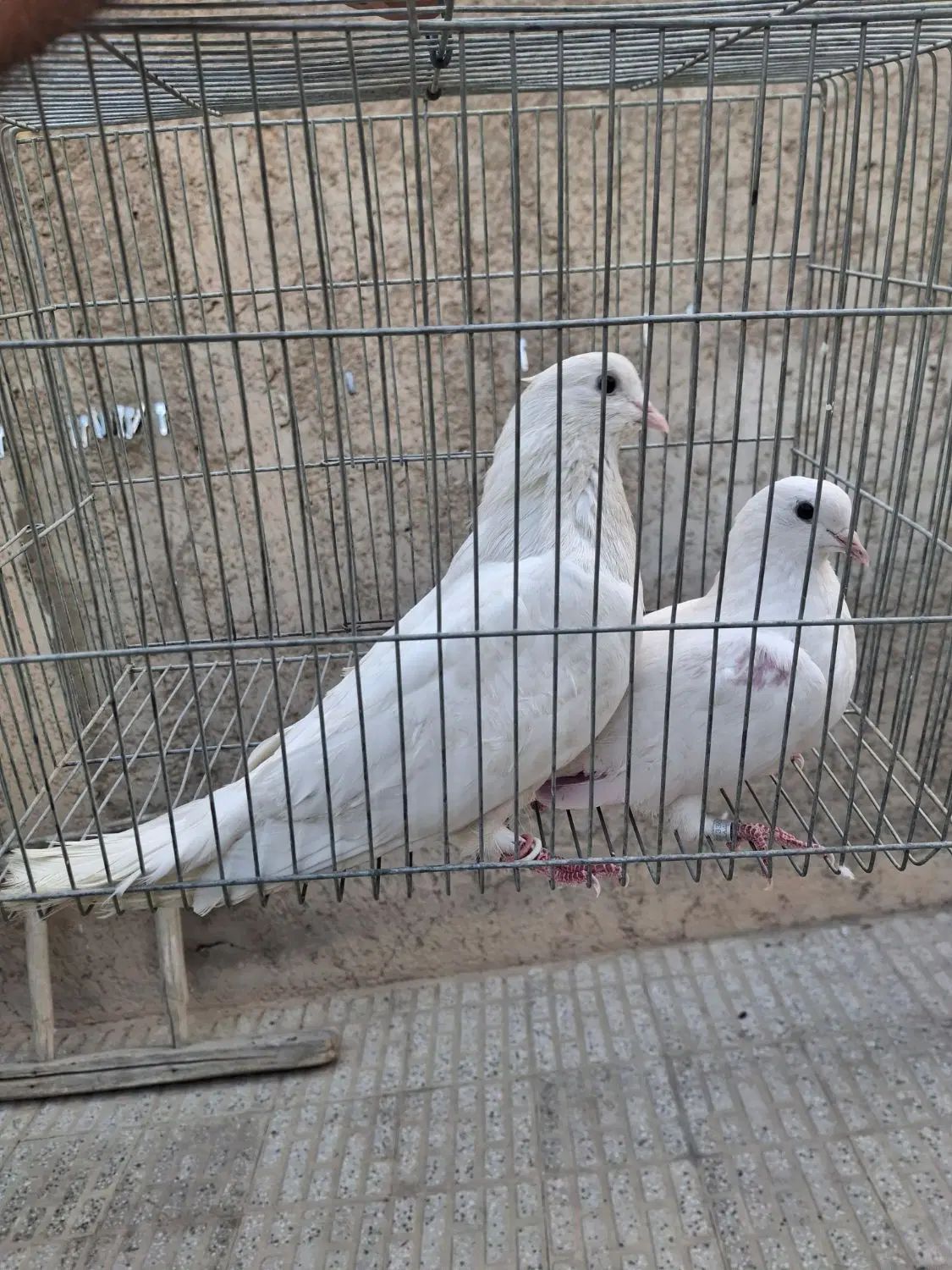 معاوضه ..|پرنده|اصفهان, بهارستان (مخابرات)|دیوار