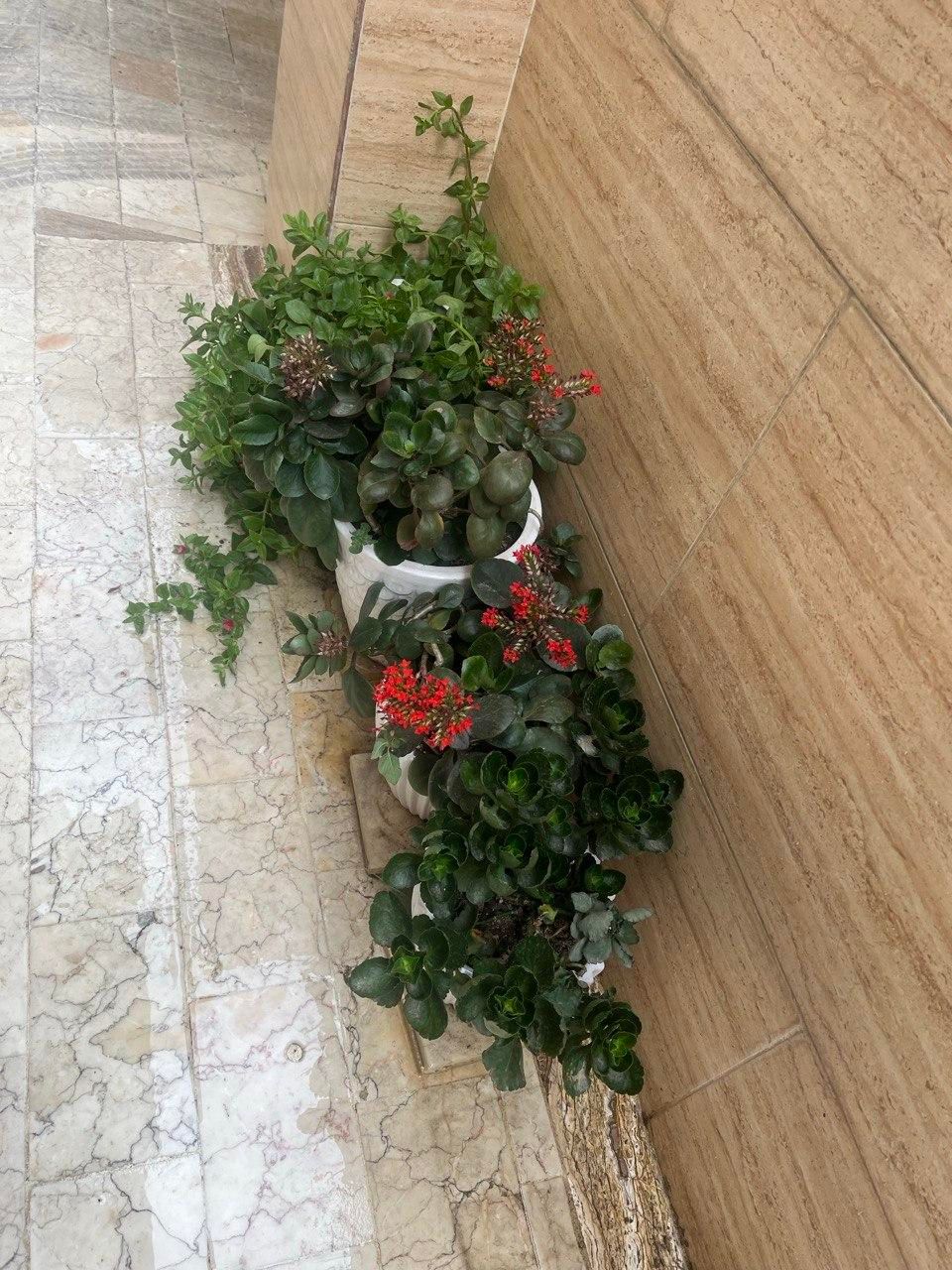 گل و گلدان|گل و گیاه طبیعی|رشت, رشتیان|دیوار