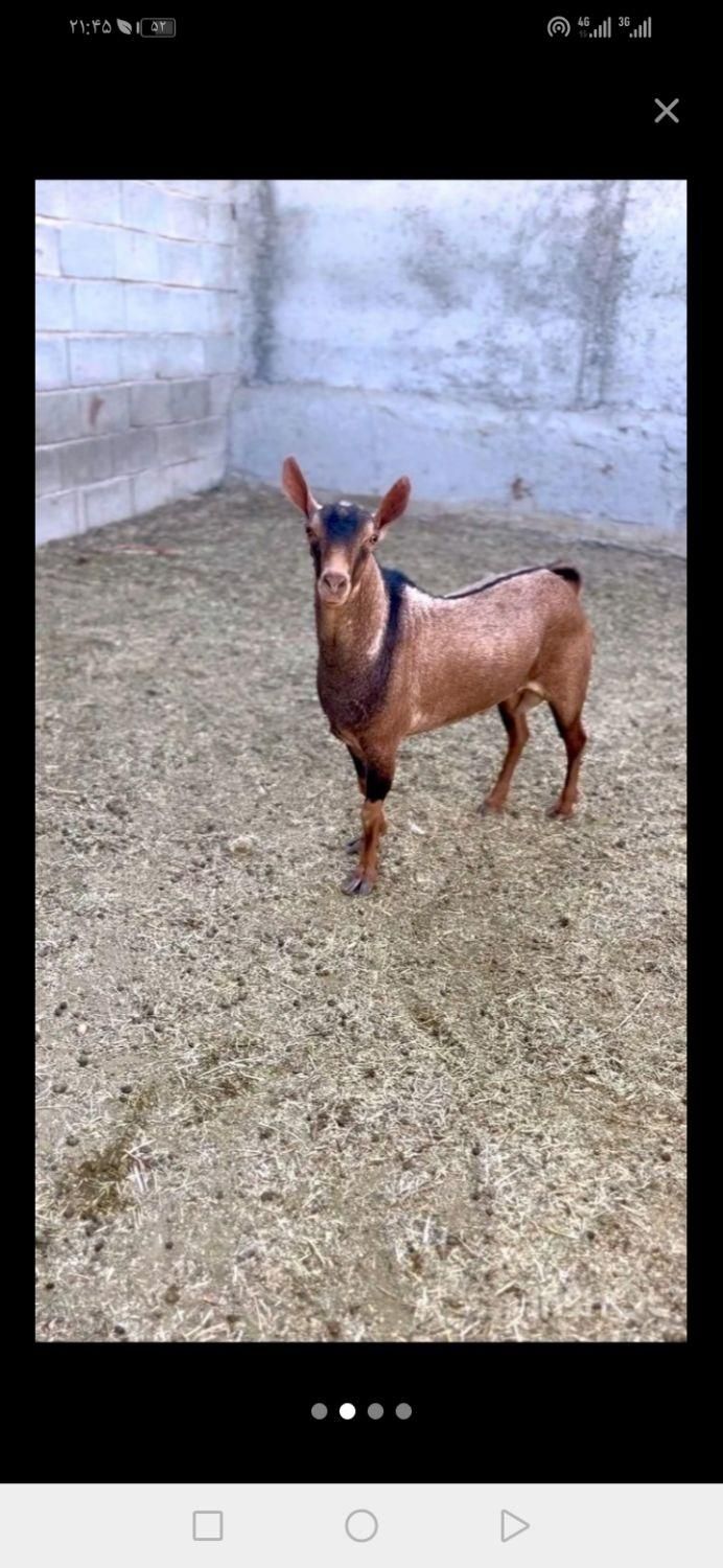 سلاخ قصاب سیار با امکانات مرادی|خدمات پذیرایی، مراسم|اراک, |دیوار