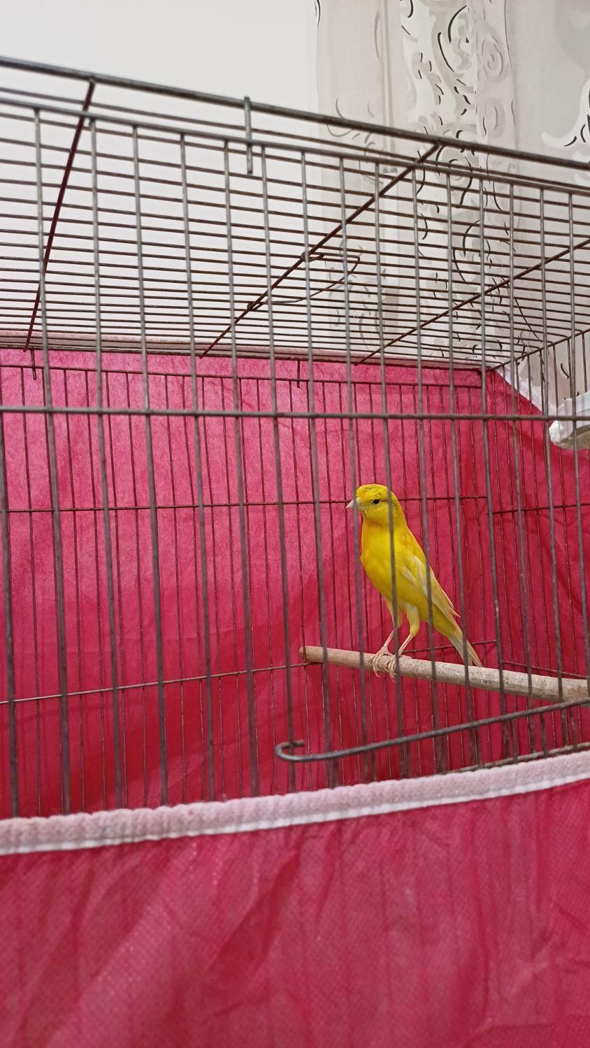 یک جفت قناری نر|پرنده|مبارکه, |دیوار