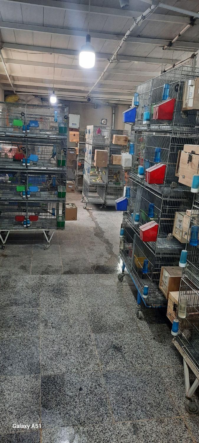 عروس جفتی وقناری وملنگو بفروش میرسد|پرنده|اقبالیه, |دیوار