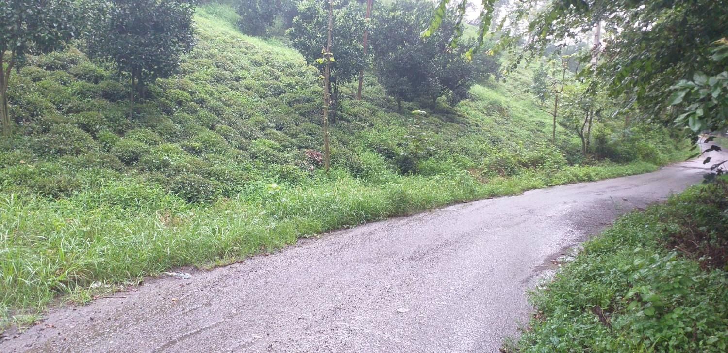 باغ 1000 متری مشجر لب رودخانه|فروش زمین و ملک کلنگی|رانکوه, |دیوار