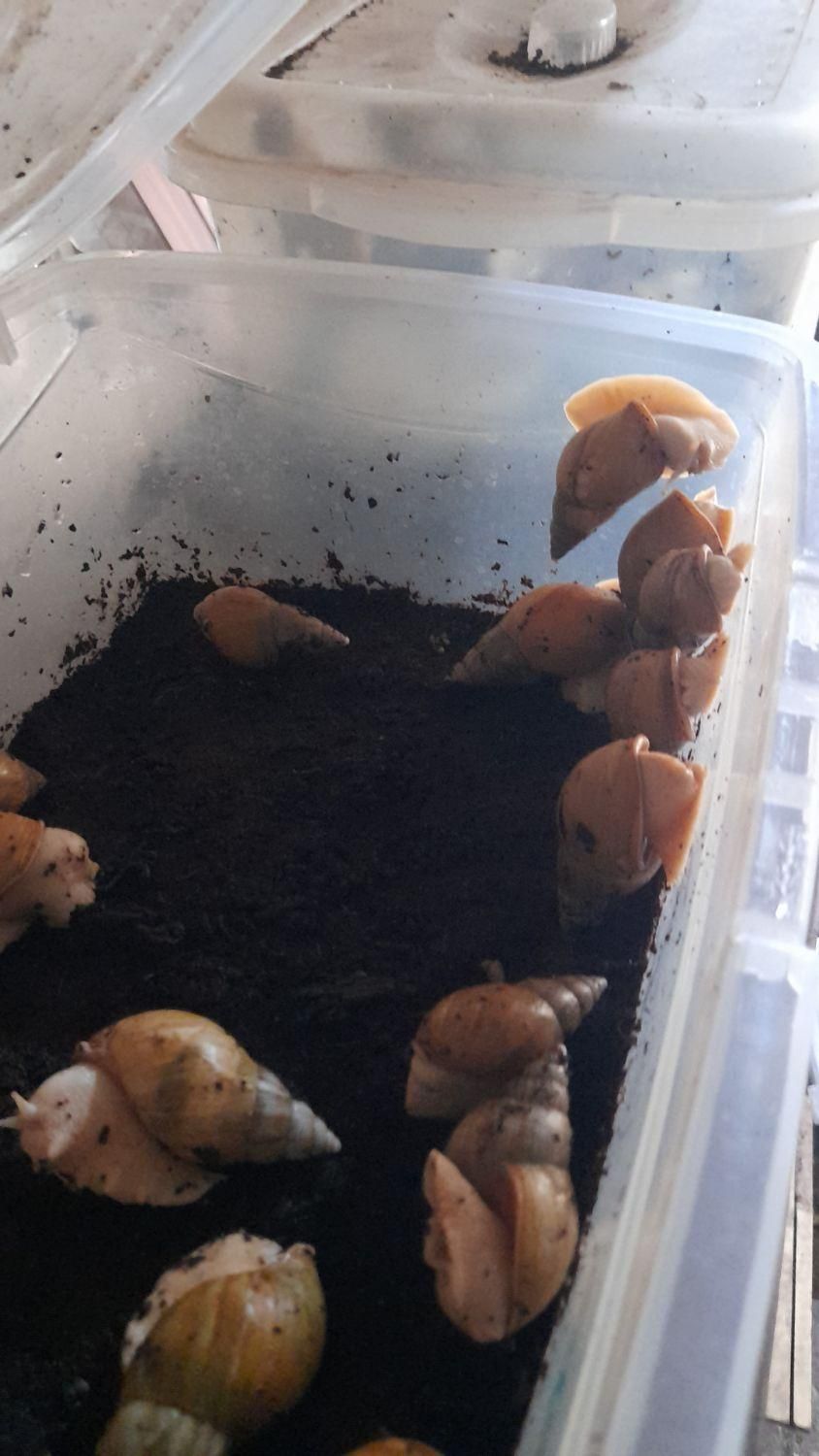 حلزون اتاچینا و خاویار حلزون|خزنده|گلپایگان, |دیوار