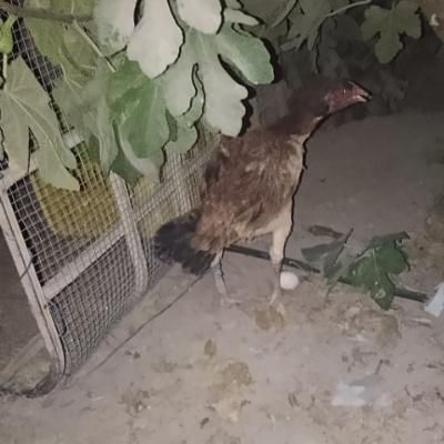 مرغ وخروس|حیوانات مزرعه|تخت, |دیوار