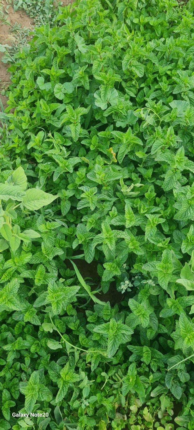 فروش سبزی  خورشتی. نعناع وریان حانه|خوردنی و آشامیدنی|اسلام‌‌آباد غرب, |دیوار