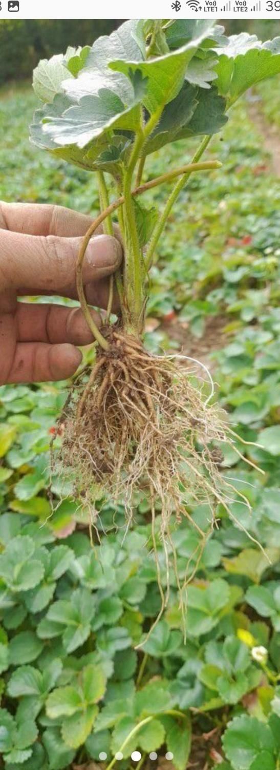 نشا توت فرنگی|خدمات باغبانی و درختکاری|رودسر, |دیوار