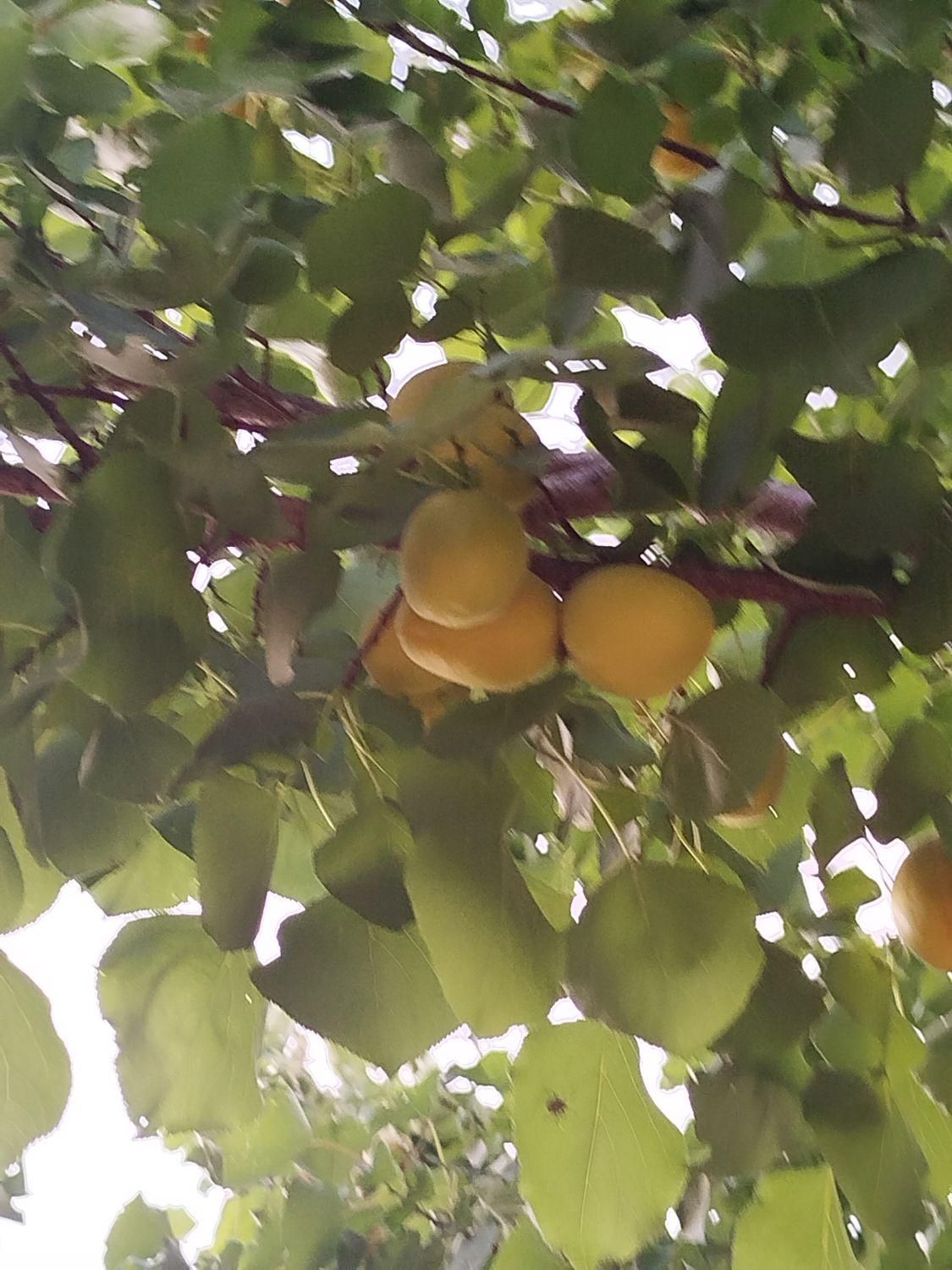 فروش باغ در جعفر آباد .چشمه کبود|فروش خانه و ویلا|سیوان, |دیوار