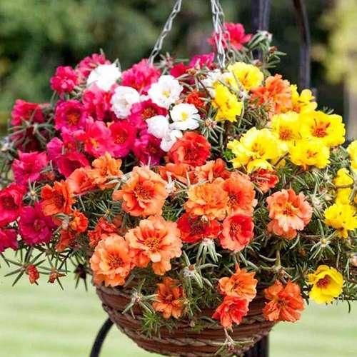 آموزش باغبانی و نگهداری انواع گلهای آپارتمانی|فعالیت داوطلبانه|خرم‌آباد, |دیوار