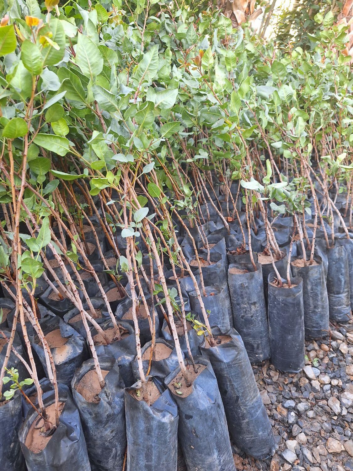 نهاع پسته درشت|خدمات باغبانی و درختکاری|فلاورجان, |دیوار