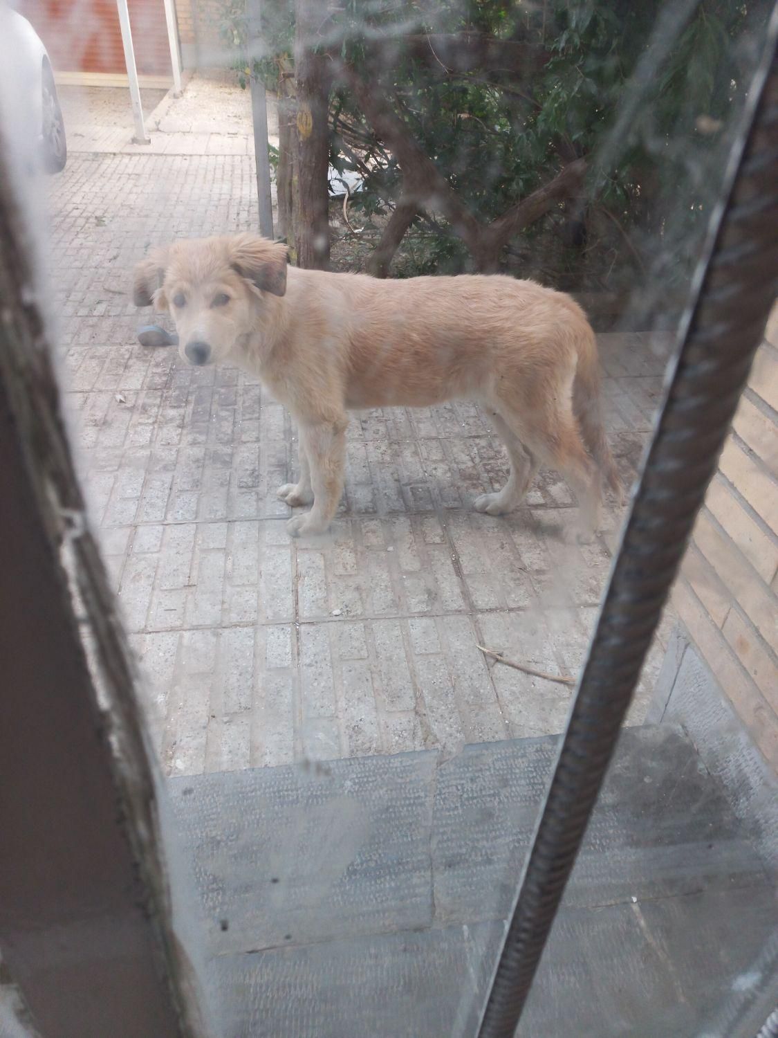 واگذاری توله گلدن ماده۷ماهه|سگ|مهاجران, |دیوار