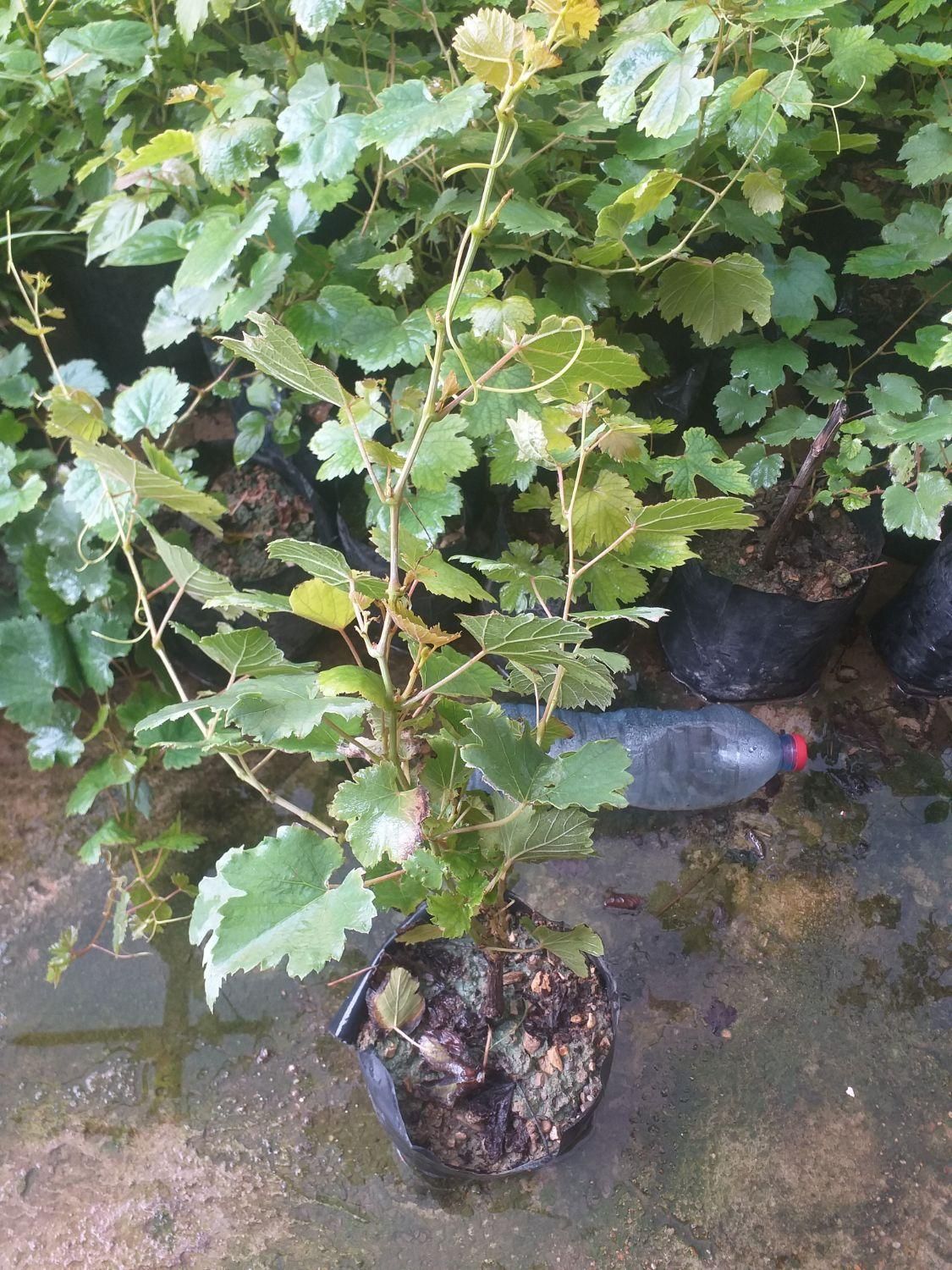 گلخانه|خدمات باغبانی و درختکاری|مسجد سلیمان, |دیوار