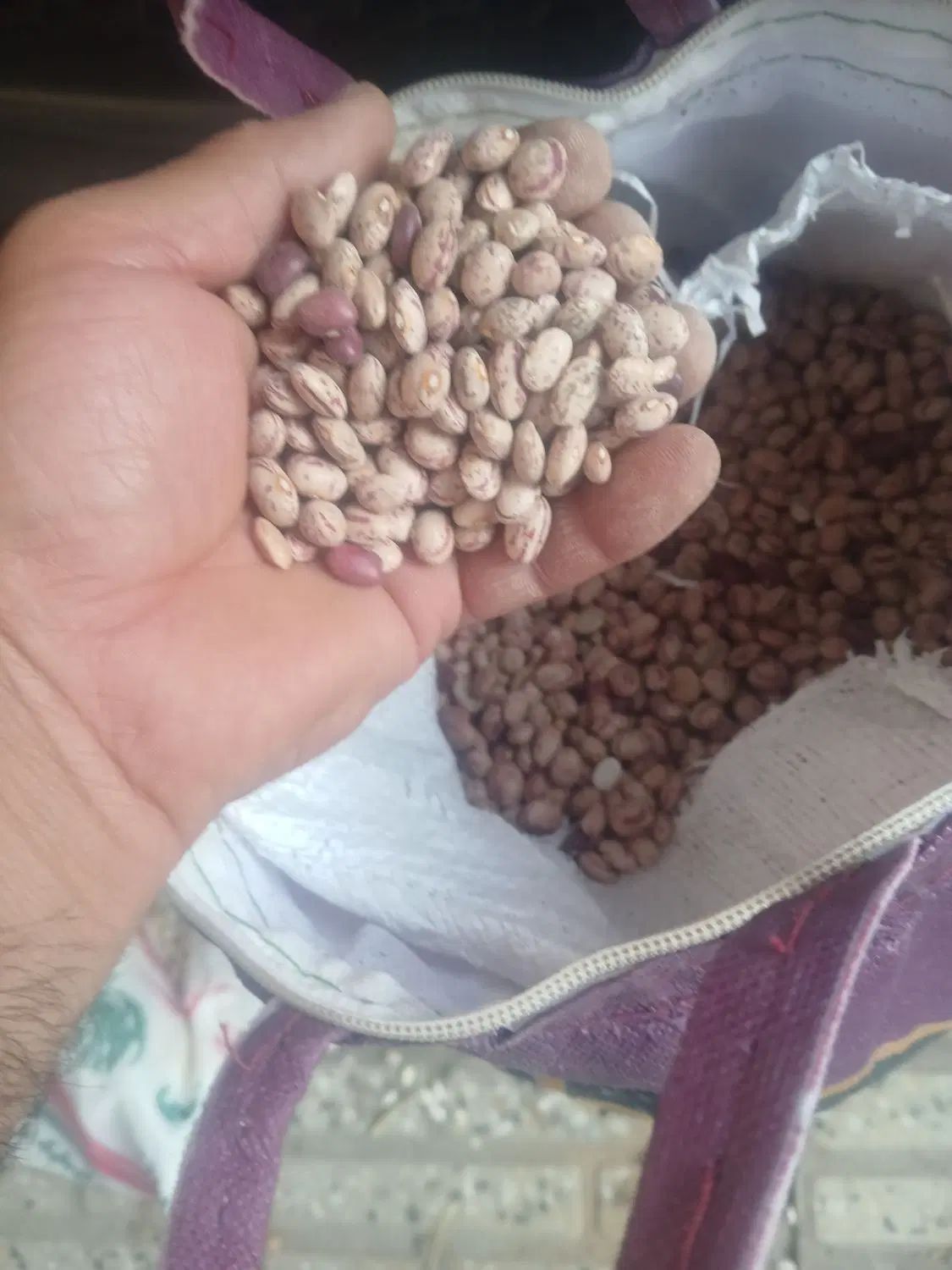 لوبیاچیتی ارگانیک بومی|خوردنی و آشامیدنی|اصفهان, باغ فدک|دیوار