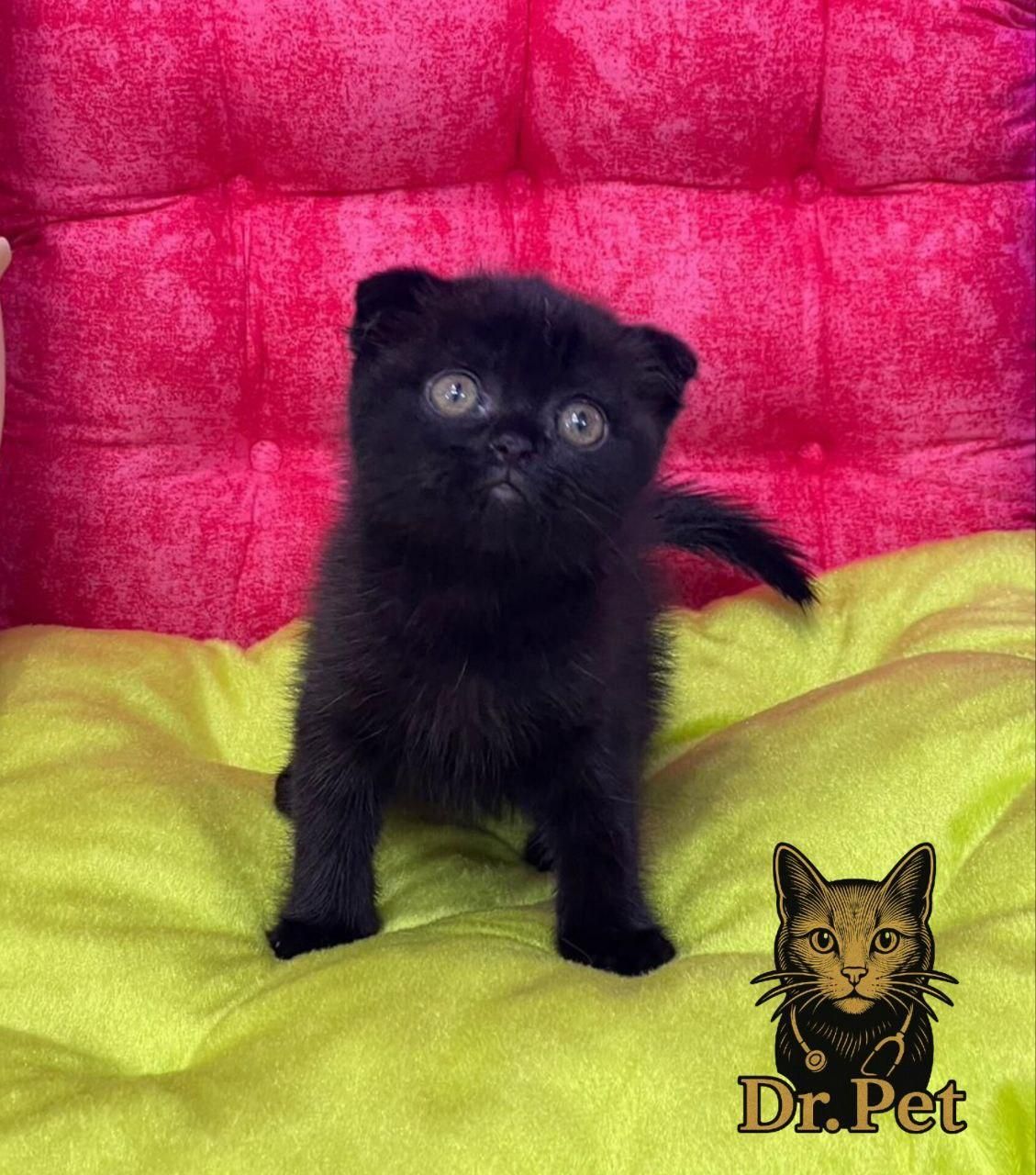 خوشگلای دست آموز|گربه|سمنان, |دیوار