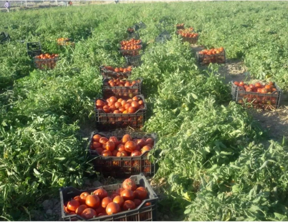 جاره زمین کشاورزی برای کشت گوجه روستای ایران آباد|اجارهٔ دفتر صنعتی، کشاورزی، تجاری|پارس‌آباد, |دیوار