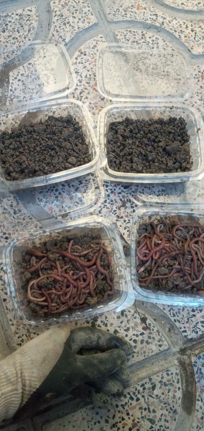 کرم خاکی،طعمه کرم خاکی، طعمه ماهیگیری|ماهیگیری|اسلامشهر, شهرک واوان|دیوار