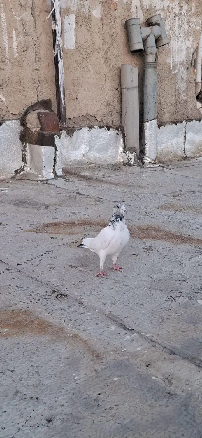 یک جفت کبوتر پاکستانی|پرنده|کرج, باغستان|دیوار