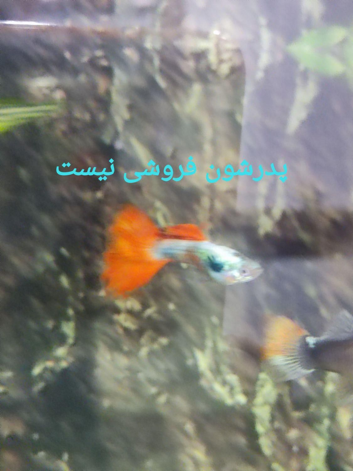 بچه ماهی گوپی|ماهی|گرگان, |دیوار