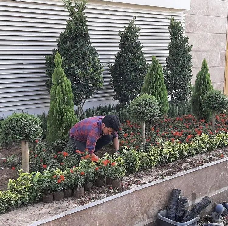 باغبانی عظیمیه گوهردشت مهرشهر کیانمهر|خدمات باغبانی و درختکاری|کرج, گلشهر|دیوار