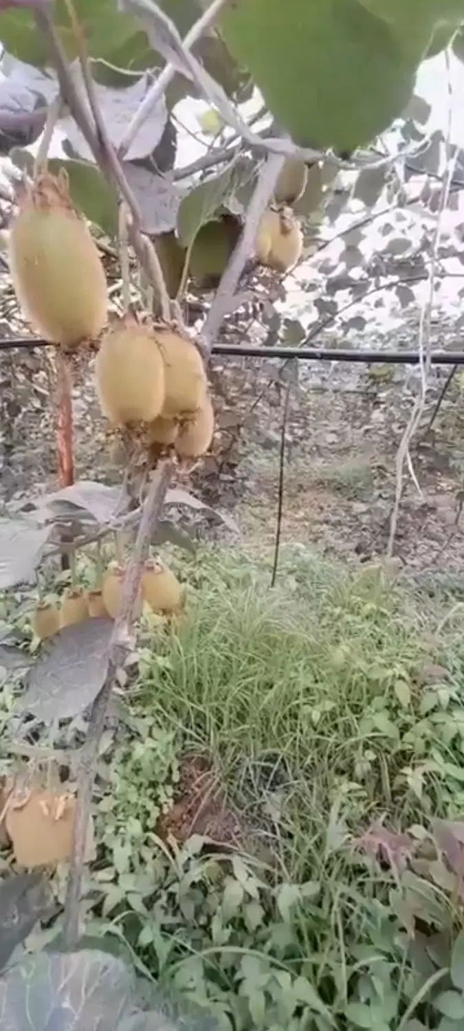 زمین ۴۰ هکتار باغ کیوی|فروش زمین و ملک کلنگی|رشت, علی آباد|دیوار