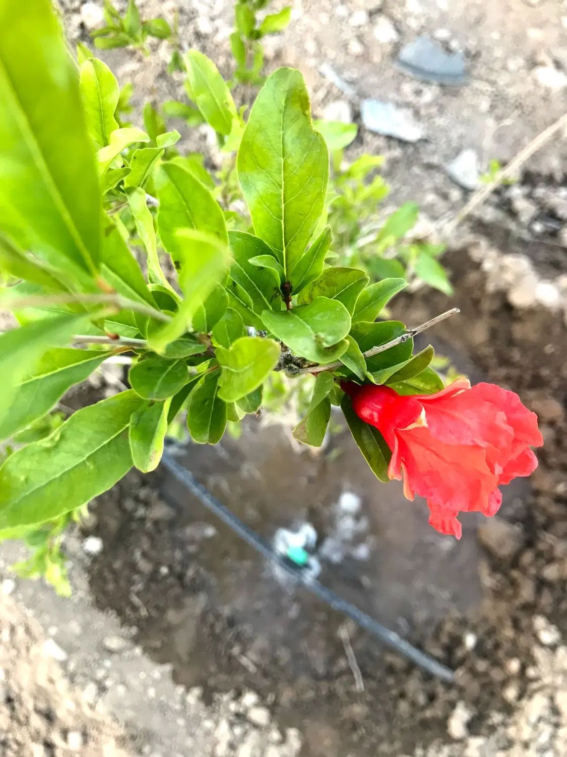 باغچه ۷۵۰ متر با سهمیه آب به صورت نقد و چک|فروش زمین و ملک کلنگی|رباط‌کریم, رباط‌کریم|دیوار