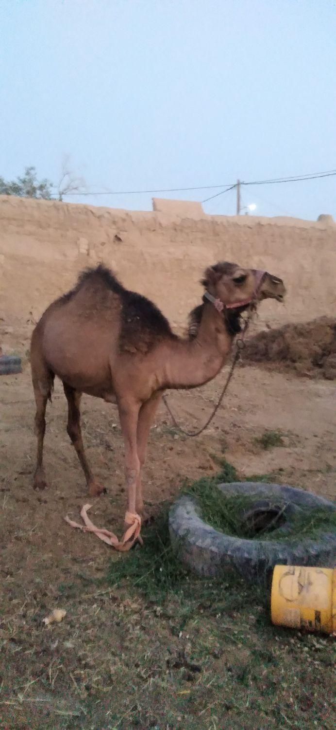 فروش یک عدد شتر ماده|حیوانات مزرعه|گناباد, |دیوار