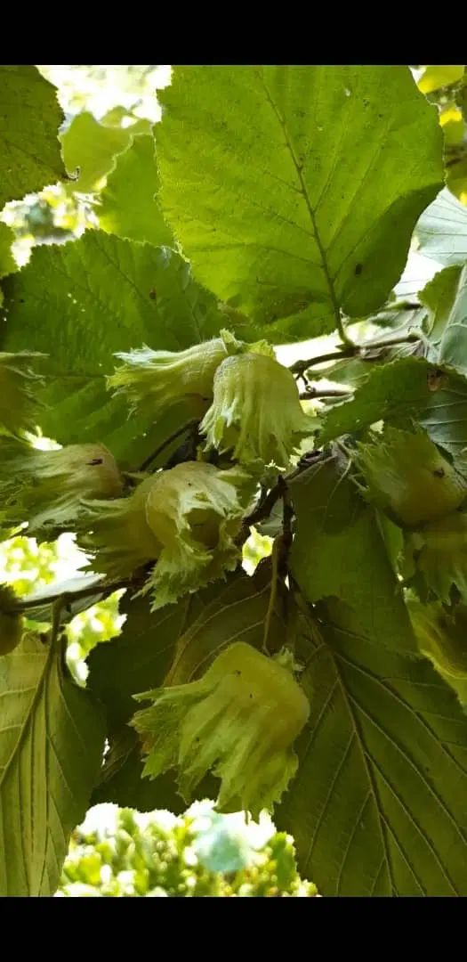 فندق درشت فرانسوی اعلا|خوردنی و آشامیدنی|تهران, ونک|دیوار