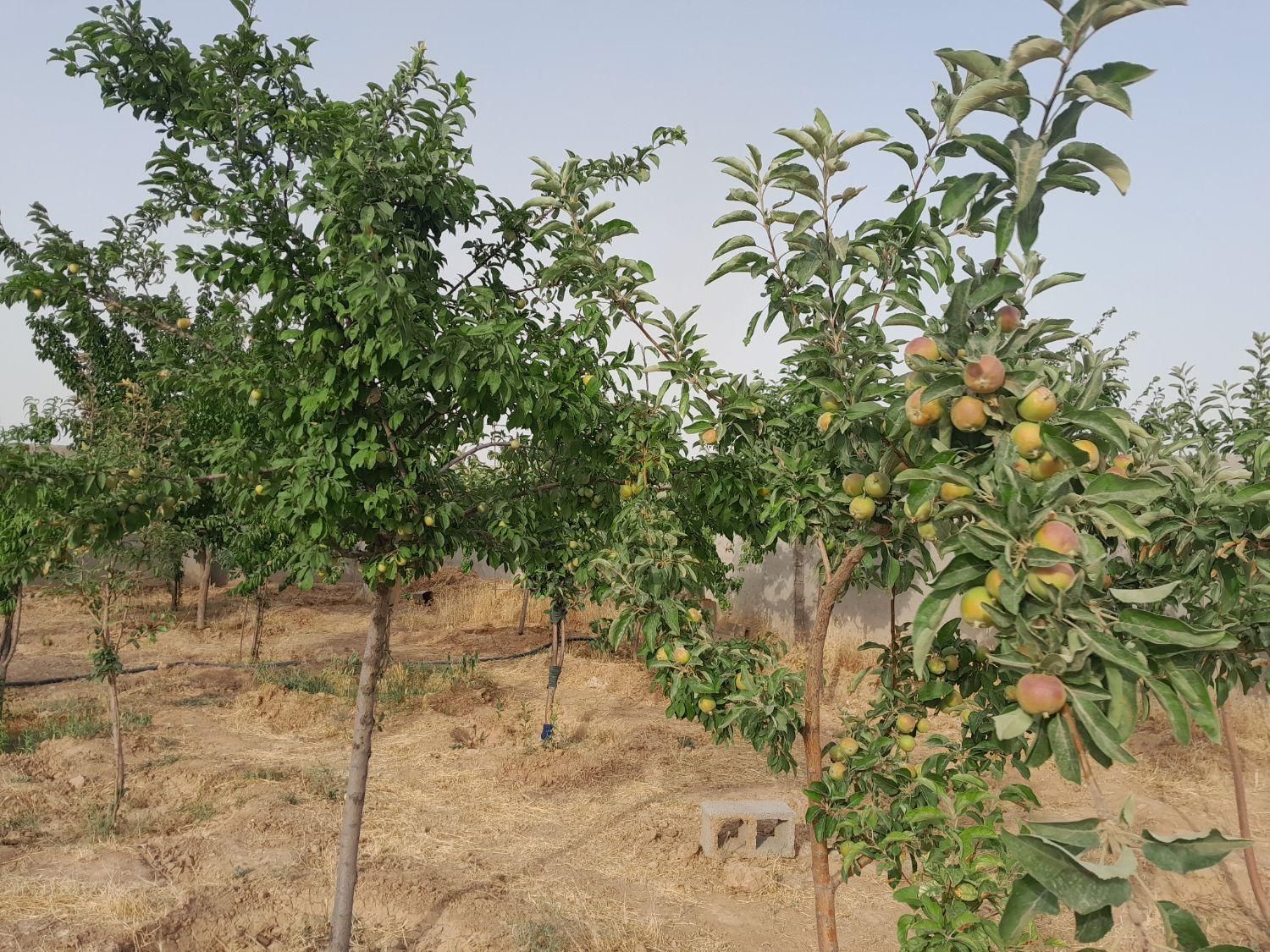 فروش زمین ۵۰۰ متری در گنبدواز|فروش زمین و ملک کلنگی|مشهد, گنبدواز|دیوار