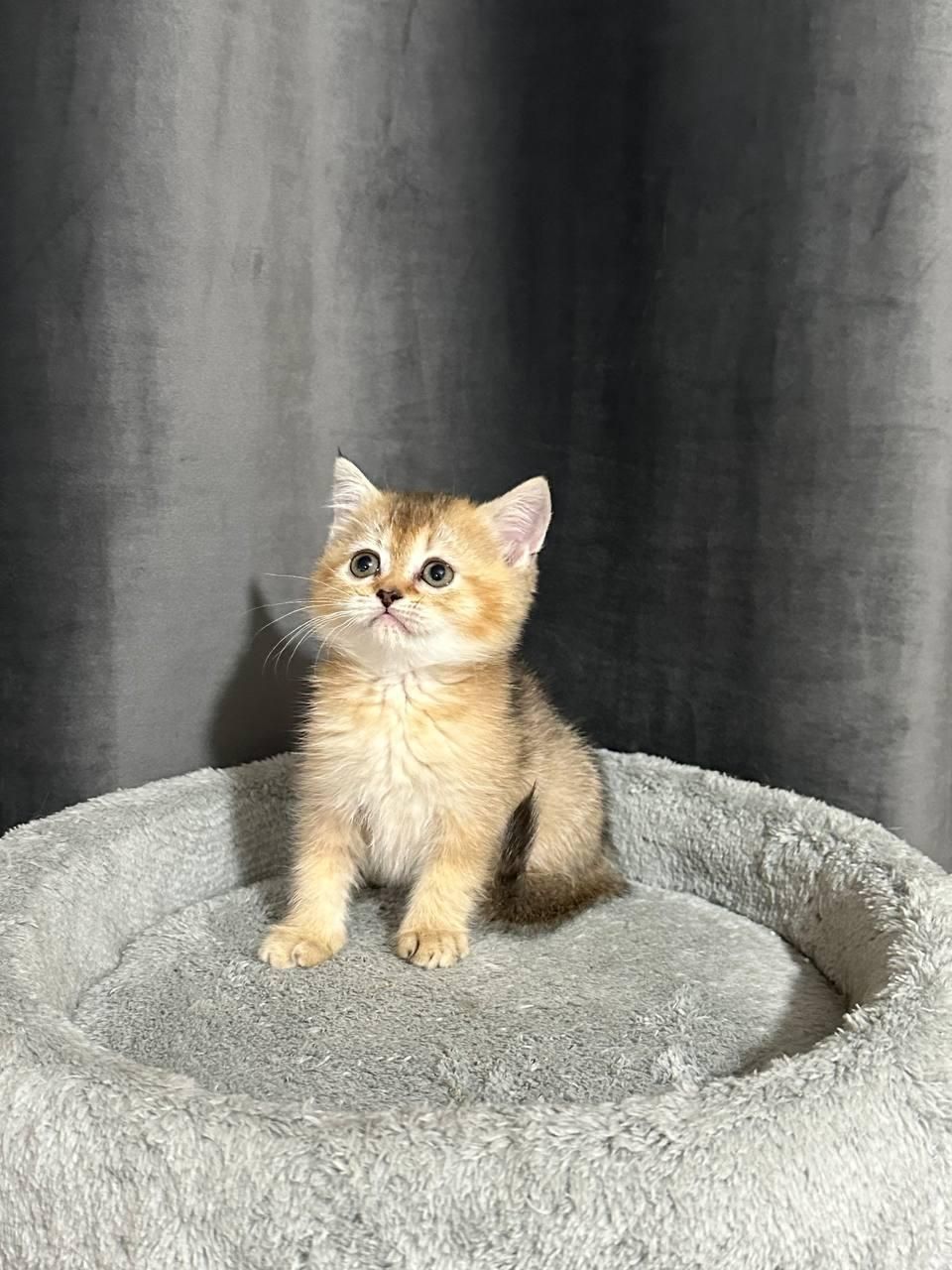 بچه گربه های اسکاتیش و بریتیش|گربه|شیراز, عفیف‌آباد|دیوار