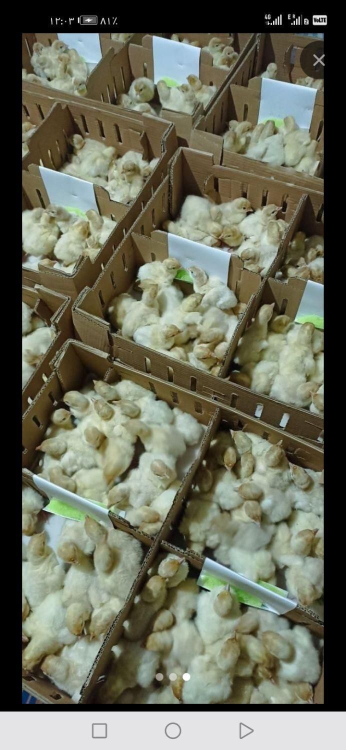 جوجه بوقلمو بیوتی|حیوانات مزرعه|تربت جام, جلگه موسی آباد|دیوار