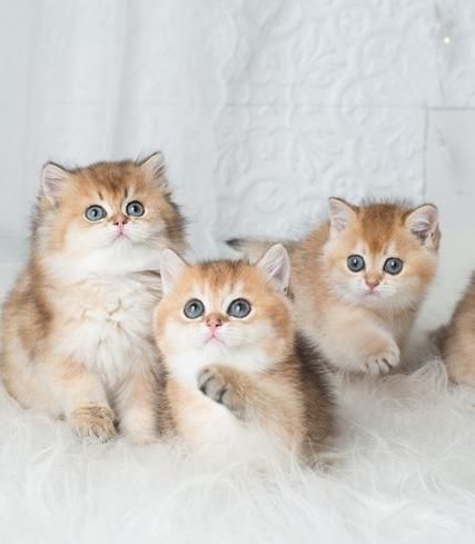 گربه های اشرافی iran cats|گربه|رشت, بازار|دیوار