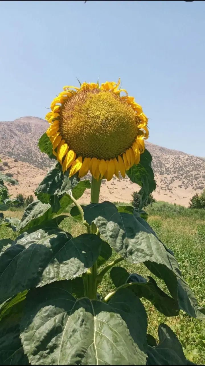 سرکارگری فلاحی|خدمات باغبانی و درختکاری|کرمانشاه, |دیوار