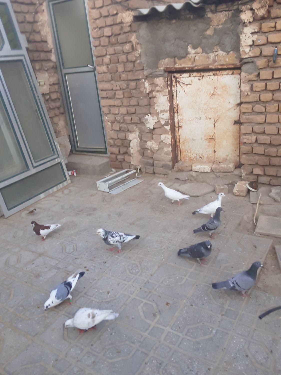 کبوتر|پرنده|گناباد, |دیوار