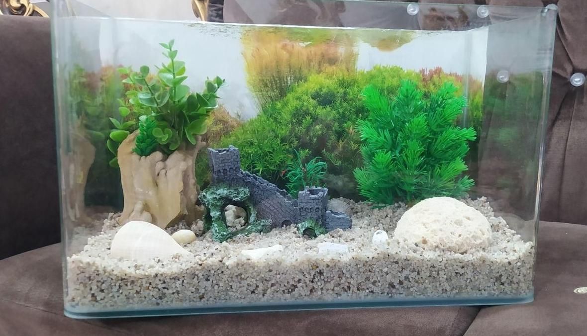 آکواریم شیشه خم|ماهی|نی‌ریز, |دیوار