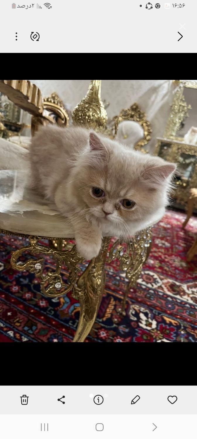 گربه|گربه|ماکو, |دیوار
