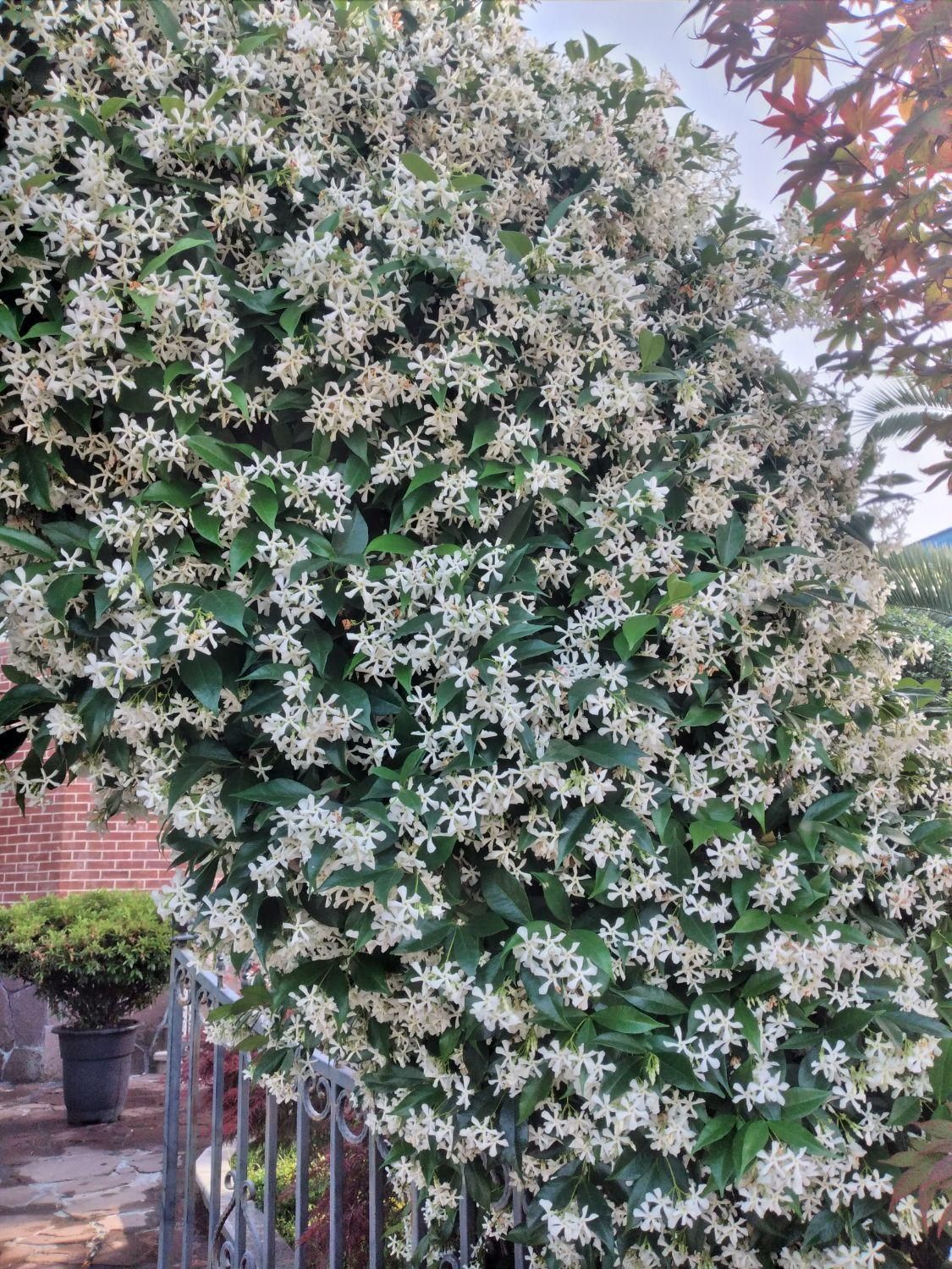 علفتراشی سمپاشی باغچه و نگهداری ویلاها|خدمات باغبانی و درختکاری|سلمان‌شهر, |دیوار