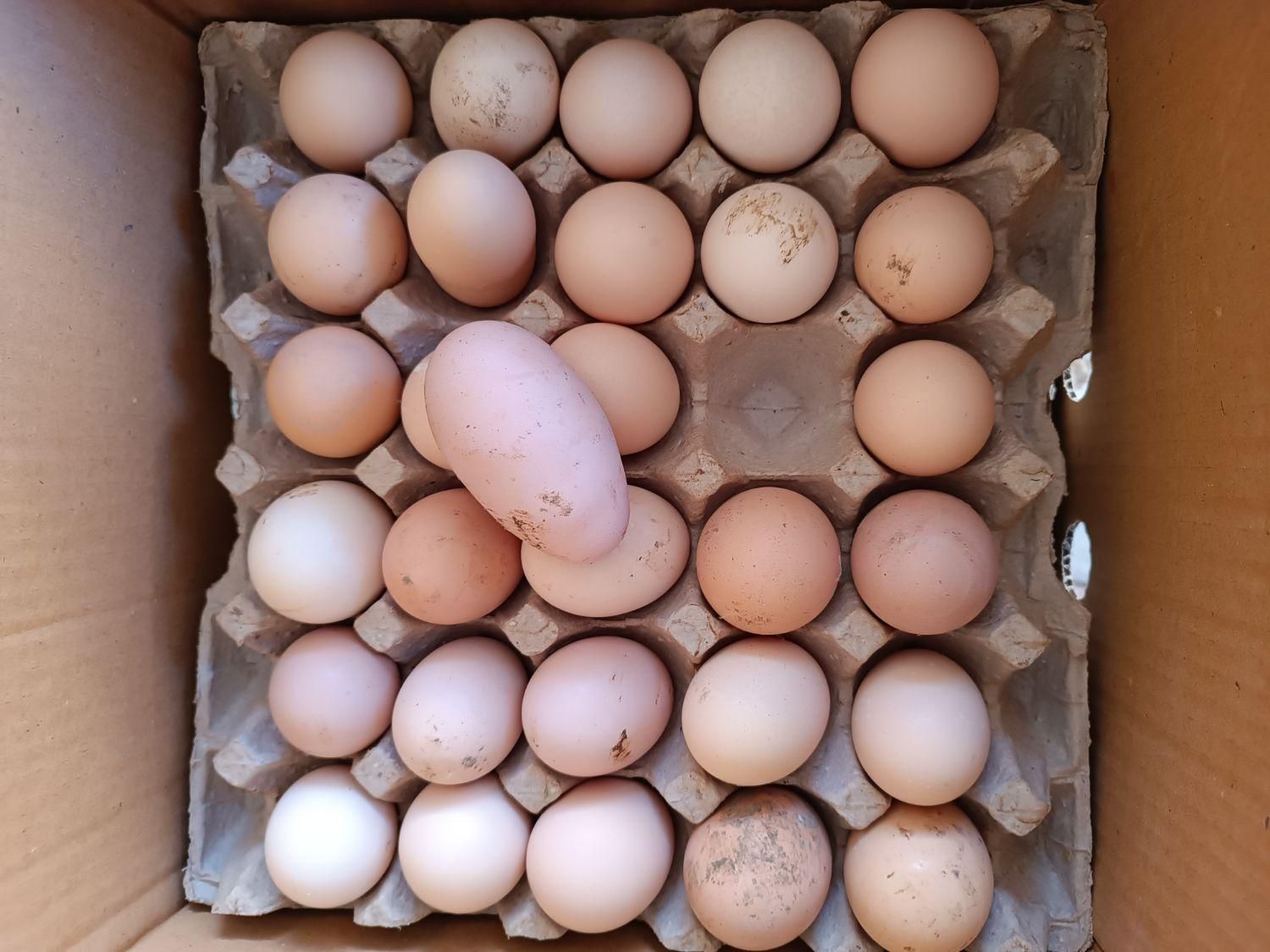 تخم مرغ محلی(بومی)تک زرده و دوزرده|خوردنی و آشامیدنی|اصفهان, خانه اصفهان|دیوار