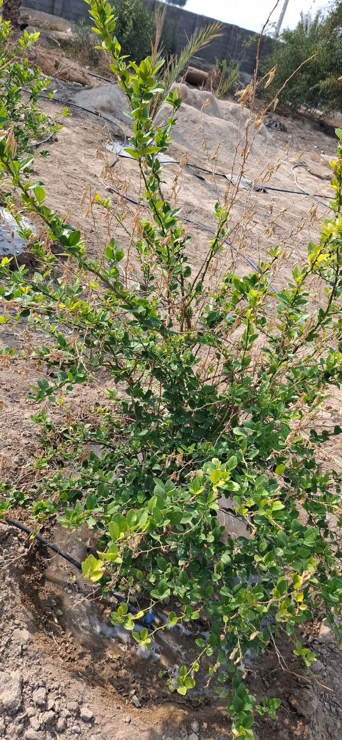 خونه باغ|فروش زمین و ملک کلنگی|آبپخش, |دیوار