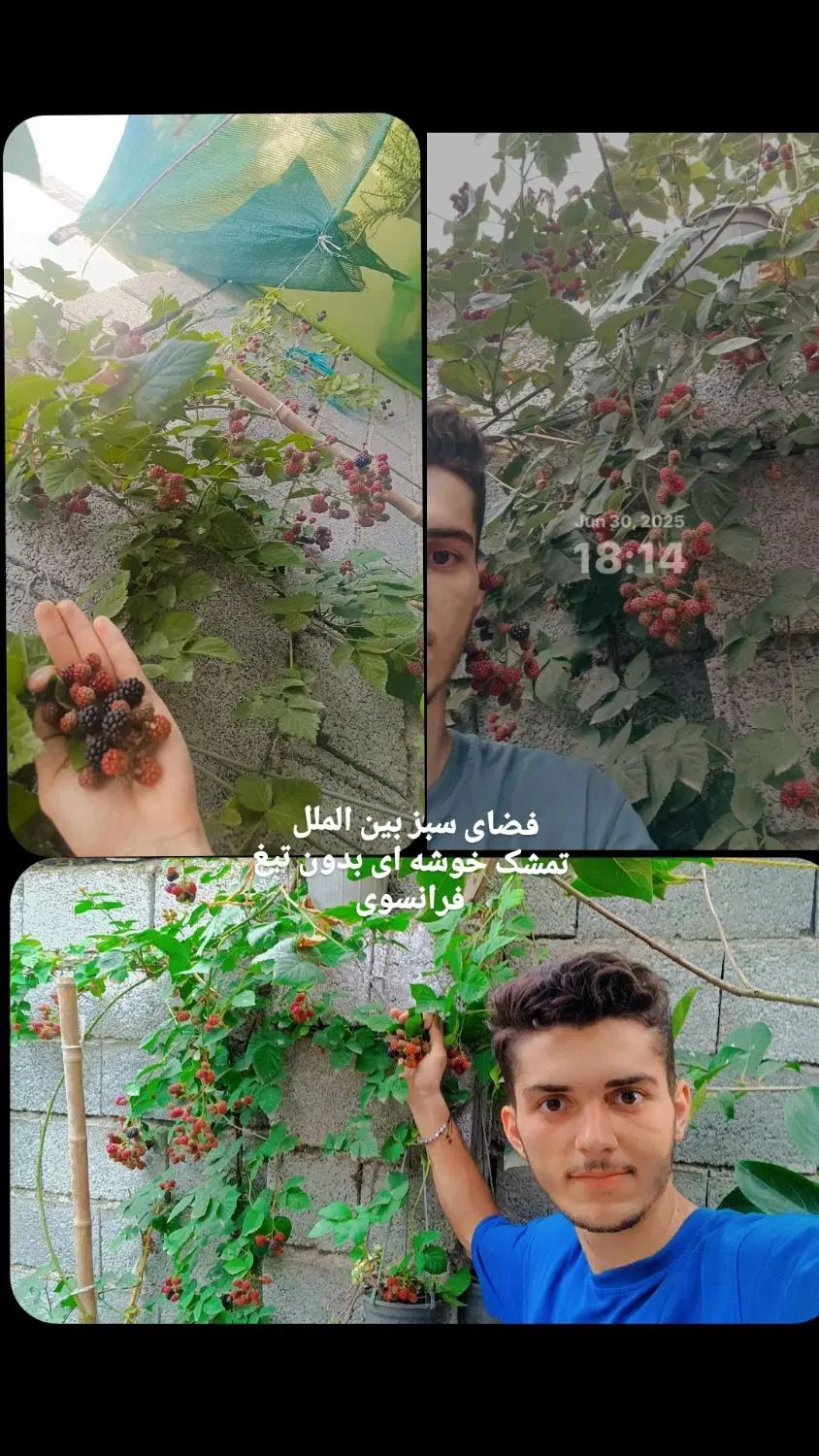اجرای فضای سبز|خدمات باغبانی و درختکاری|تهران, تجریش|دیوار