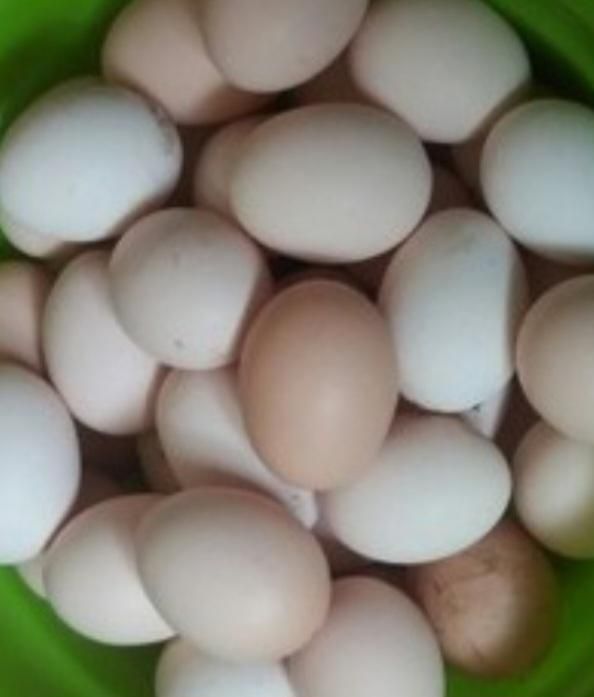 سلام  تخمرغ مینیاتوری پولک منظم مرغ خروس جوجه|حیوانات مزرعه|سبزوار, قدس|دیوار