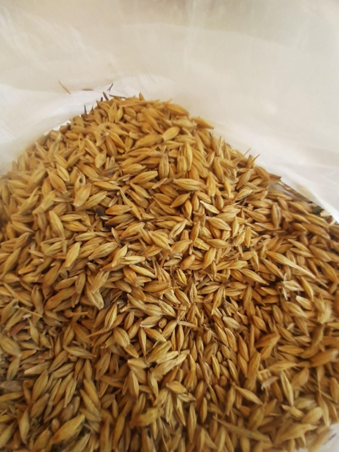 جو محلی بذری|خدمات باغبانی و درختکاری|گمیشان, |دیوار