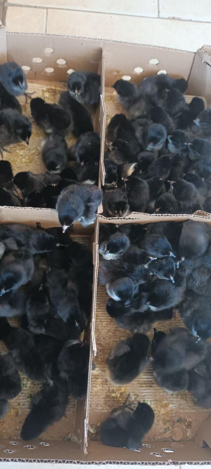 جوجه یکروزه بلک ...|حیوانات مزرعه|یزد, |دیوار