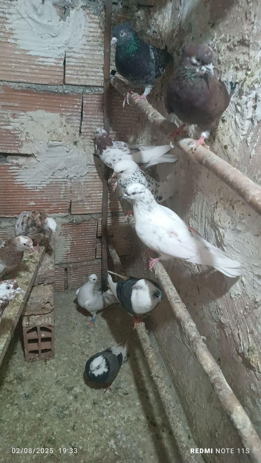 کبوتر سرور گنجه ای|پرنده|تهران, خاوران|دیوار