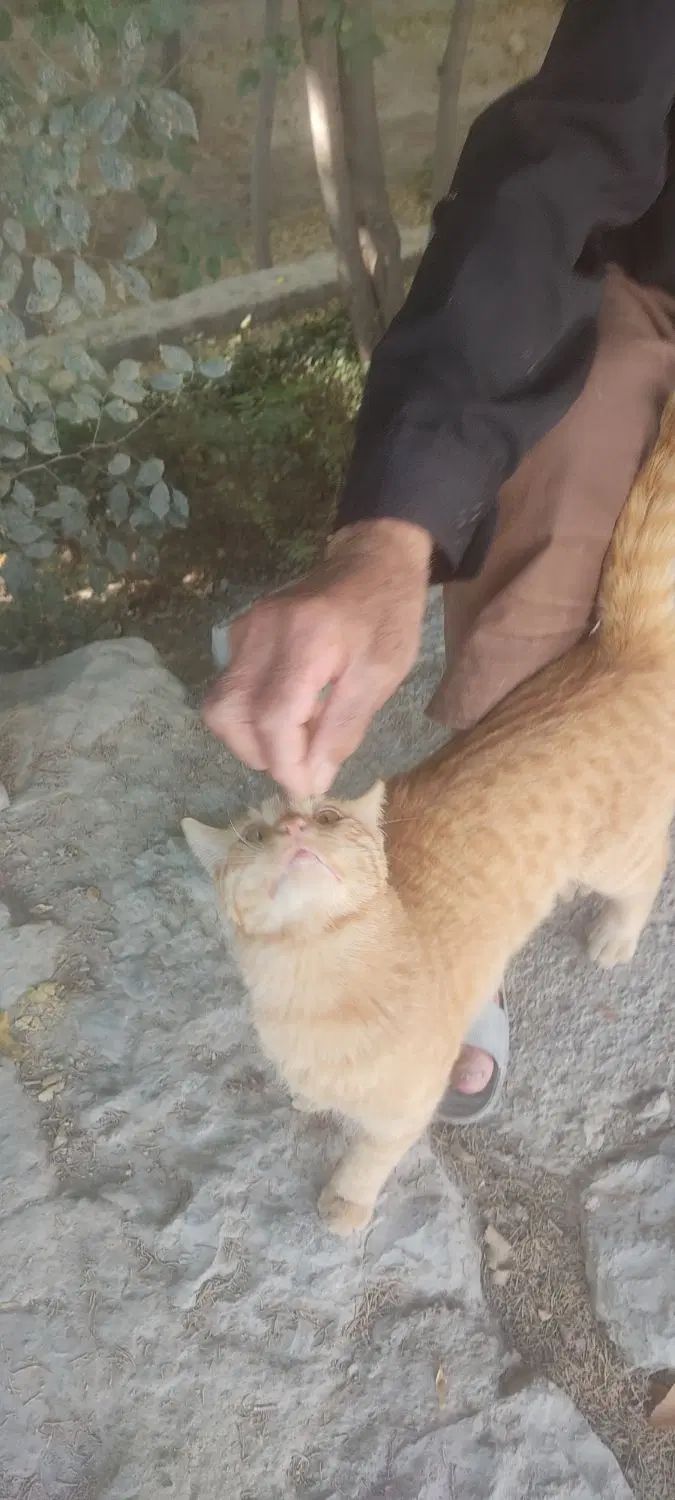 گربه|گربه|اصفهان, احمدآباد|دیوار