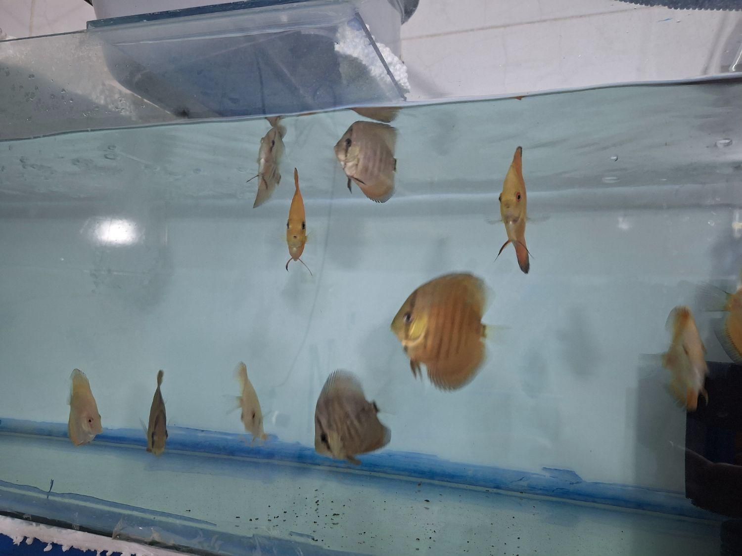 ماهی دیسکس|ماهی|یزد, |دیوار