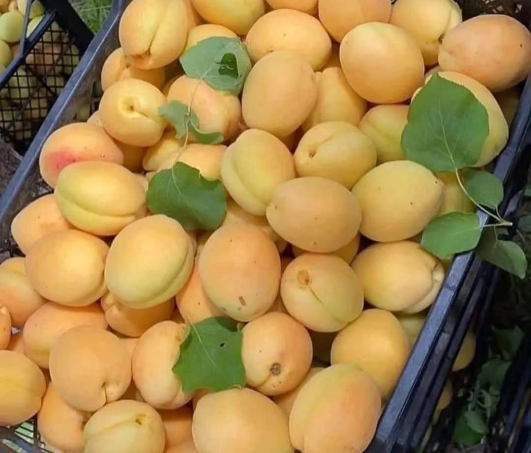 تعداد۱۰۰ اصله نهال گلدانی زرد الوسه ساله فروش یکجا|خدمات باغبانی و درختکاری|شیراز, درکی|دیوار